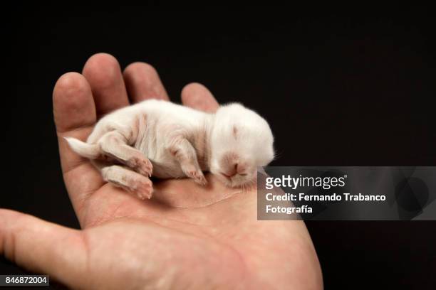 baby animal in owner's hand - rat escaping stock pictures, royalty-free photos & images