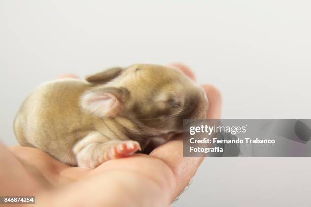 baby animal in owner's hand - rat escaping stock pictures, royalty-free photos & images