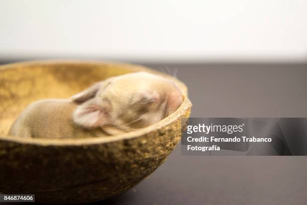 baby animal inside a nest - rats nest stock pictures, royalty-free photos & images