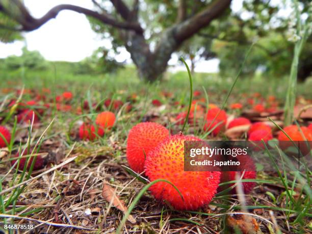 forest scene. fruits of the madrona tree, fallen on the ground as it ripens - madroño del pacífico fotografías e imágenes de stock