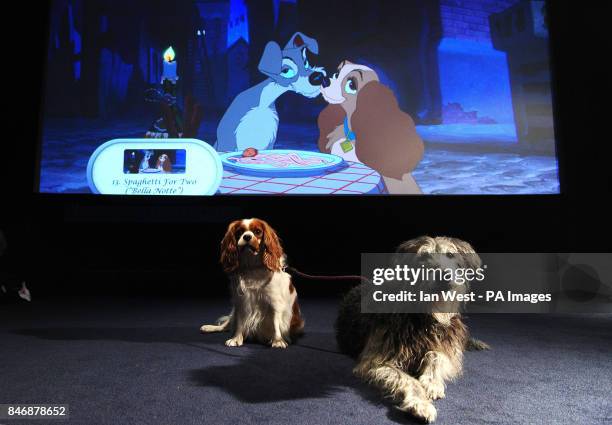 Lady and the Tramp and some of their friends watch a screening of Lady and the Tramp now released on Disney Blu-Ray and DVD at the Soho screening...