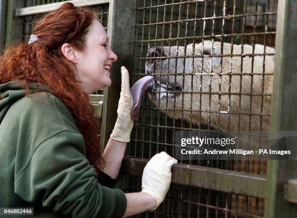 Walker the three year old Polar Bear has her tongue touched after being is weighed by Head Keeper Una Richardson at the Highland Wildlife Park at...