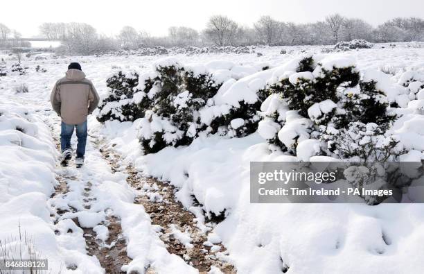 Man walks past snow covered plants on Dunkery Hill on Exmoor in Somerset as the cold weather continues across the UK.