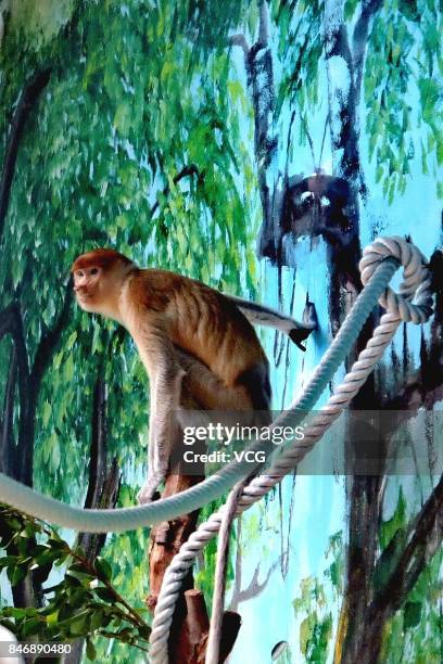 Proboscis monkey makes debut at Chimelong Safari Park on September 13, 2017 in Guangzhou, Guangdong Province of China. China imported 6 long-nosed...