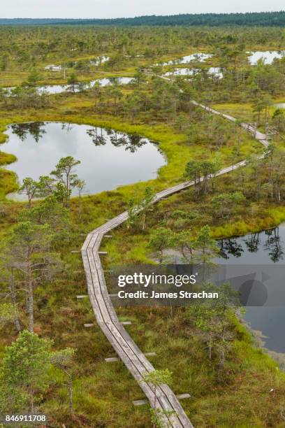 wooden walkway (3km) through the kemeri bog, jurmala, latvia - gloomy swamp stock pictures, royalty-free photos & images