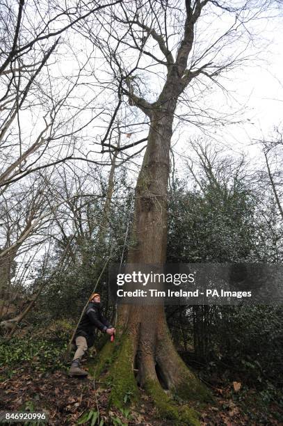 Nick Hill holds a tape measure as colleague Waldo Etherington confirms the height of the UK's tallest Norway Maple tree, at Prior Park Landscape...