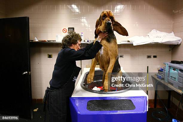 Lyn Fherman tries to keep her Bloodhound " Yeager " in the bathtub in the basement of the Hotel Pennsylvania on February 8, 2009 in New York City...