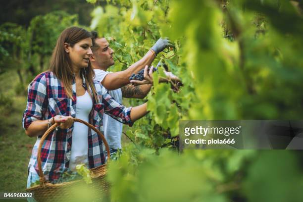 grapes harvesting and picking up in italy - grape harvest stock pictures, royalty-free photos & images