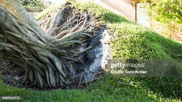 natural disaster aftermath - knocked down stockfoto's en -beelden