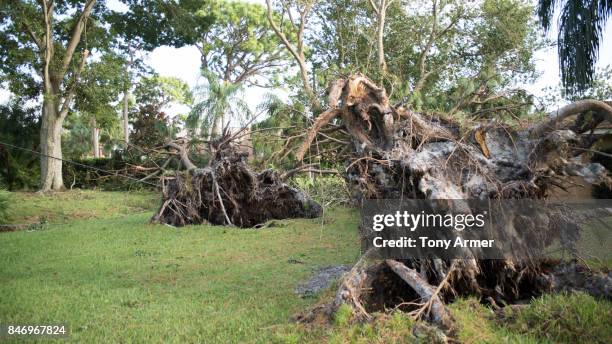 natural disaster aftermath - knocked down stock pictures, royalty-free photos & images