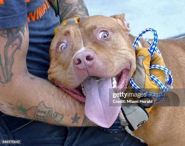 Chunk, a beautiful American Bulldog mix, is one of 53 dogs displaced Hurricane Irma being taken to Duncan, S.C. On Sept. 13 to the ASPCA's emergency...