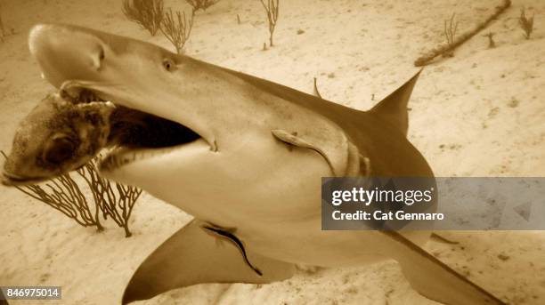 lemon shark taking bait-sepia - pinna pettorale foto e immagini stock