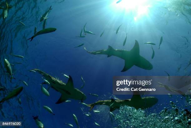 school of sharks - caribbean reef shark imagens e fotografias de stock