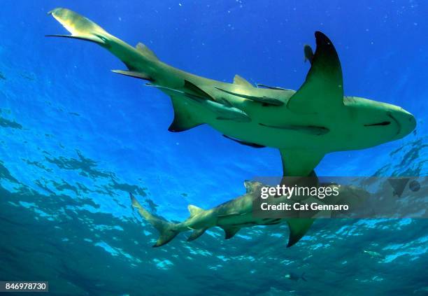 2 lemon sharks on surface - remora fish stock-fotos und bilder