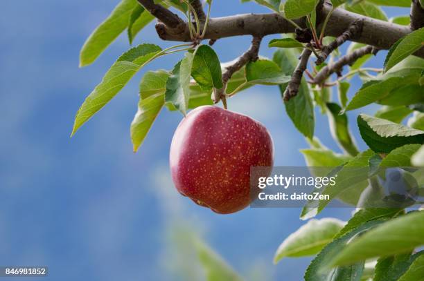 delicious red apple on tree, alto adige, south tyrol, italy - apple tree 個照片及圖片檔