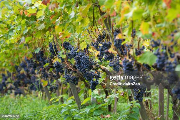 grapes in vineyards in the area of merano, alto adige, south tyrol, italy - vineyard leafs foto e immagini stock
