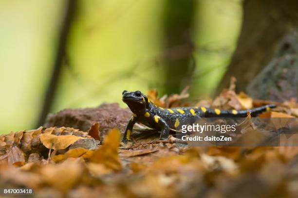 low angle view of fire salamander, alto adige, south tyrol, italy - salamandra fotografías e imágenes de stock