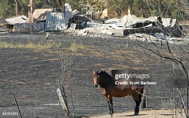 Horse stands in its burnt out paddocks in front of a burnt property on February 9, 2009 in Bendigo, 160 km north of Melbourne, Australia. Eight...