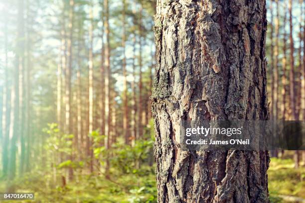 detail of tree trunk with background forest - trunk fotografías e imágenes de stock