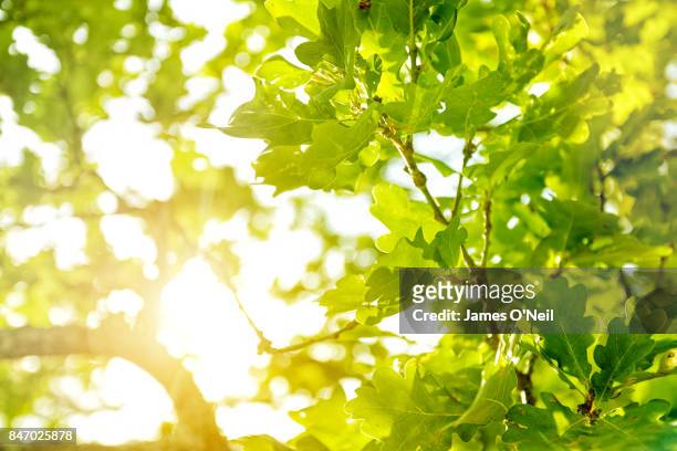 sunlight filtering through oak leaves - gegenlicht stock-fotos und bilder