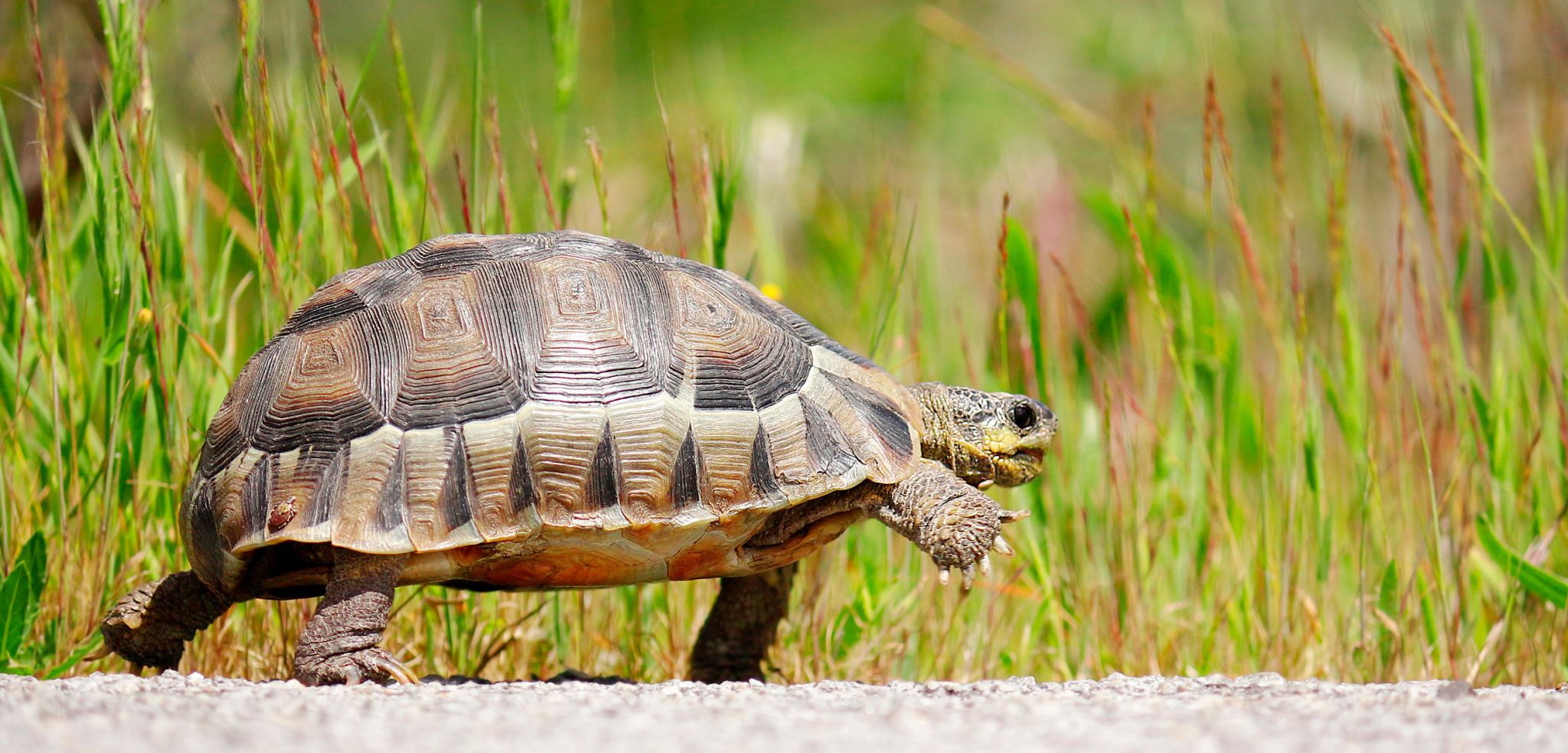 slow travel