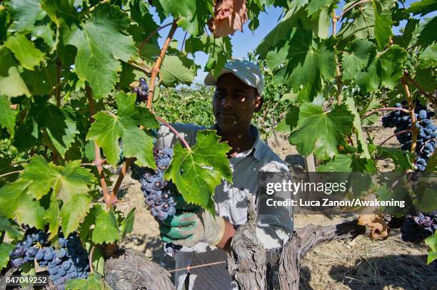 Worker harvests grapes to make Brunello wine in a vineyard on September 14, 2017 in Montalcino, Italy. Brunello di Montalcino is one of Italy's most...