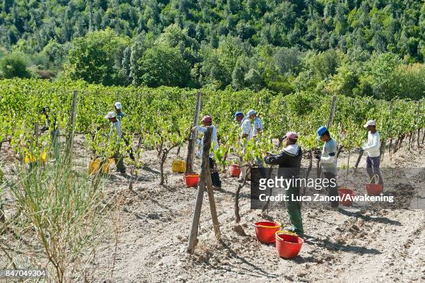 Workers harvest grapes to make Brunello wine in a vineyard on September 14, 2017 in Montalcino, Italy. Brunello di Montalcino is one of Italy's most...