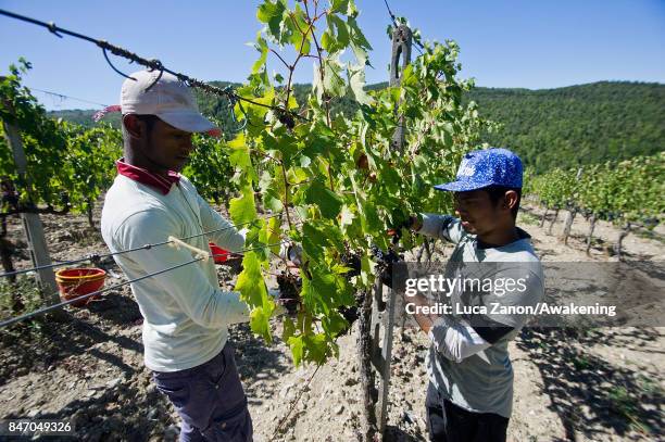 Workers harvest grapes to make Brunello wine in a vineyard on September 14, 2017 in Montalcino, Italy. Brunello di Montalcino is one of Italy's most...