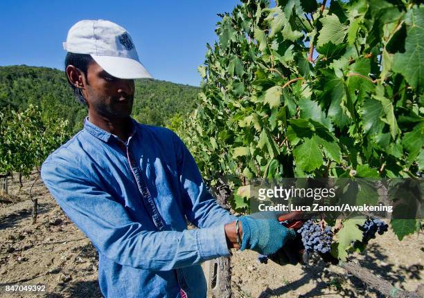 Worker harvests grapes to make Brunello wine in a vineyard on September 14, 2017 in Montalcino, Italy. Brunello di Montalcino is one of Italy's most...