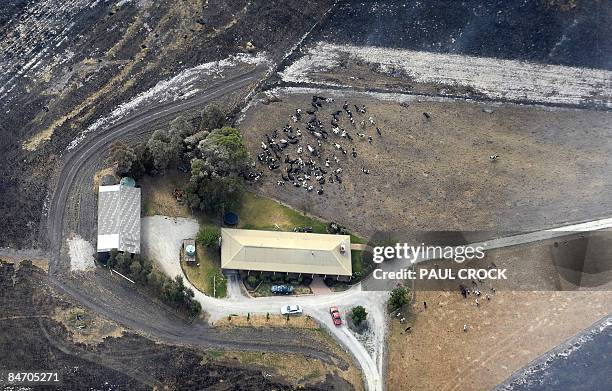 Remnants of a dairy herd shelter near a farmhouse after surviving a terrifying wildfire which burnt out thousands of hectares of farmland and...