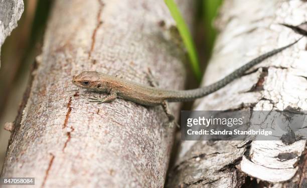 a cute baby common lizard (lacerta zootoca vivipara) hunting for insects on a log. - lacerta vivipara stock pictures, royalty-free photos & images