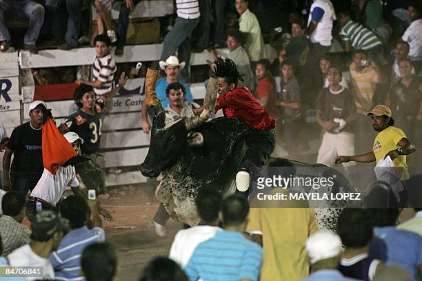 In Spanish By Ana Fernandez Bull rider Ricardo Gutierrez performs over the popular bull "Malacrianza" on February 7 in Nicoya, about 200 km north of...