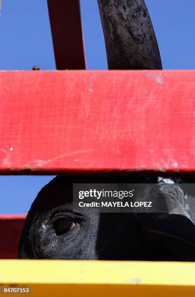 In Spanish By Ana Fernandez The popular bull "Malacrianza" arrives on a truck at a bull riding festival held to find out if it, which has killed two...
