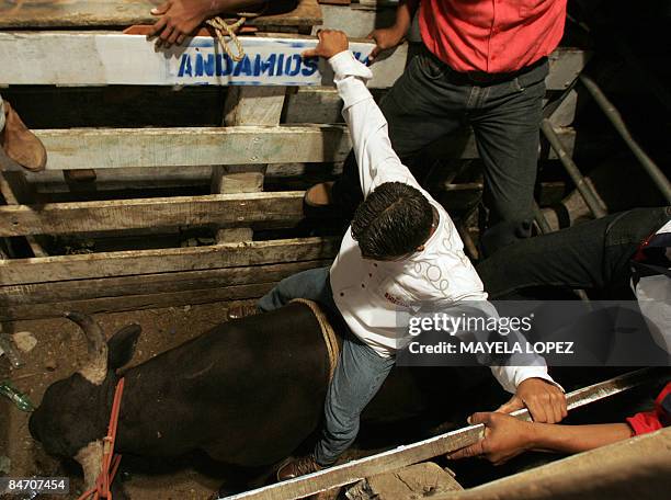 In Spanish By Ana Fernandez A bull rider gets ready for his presentation during a bull riding festival held to find out if the popular bull...