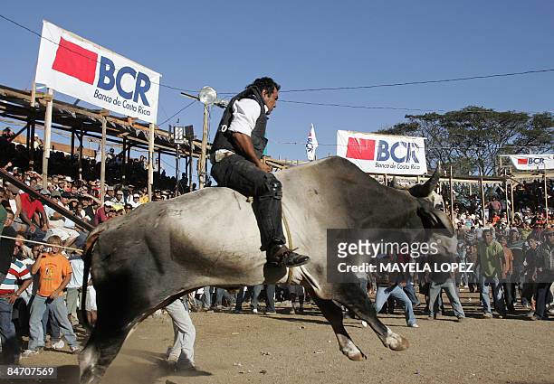 In Spanish By Ana Fernandez A bull rider performs during a bull riding festival held to find out if the popular bull "Malacrianza", which has killed...