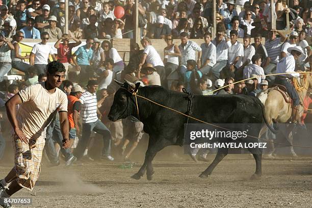 In Spanish By Ana Fernandez A bull is roped during a bull riding festival held to find out if the popular bull "Malacrianza", which has killed two...