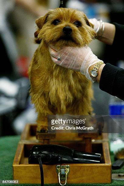 Norfolk Terrier " Mr Big" is groomed backstage during the 133rd Annual Westminster Kennel Club Dog Show at Madison Square Garden February 9, 2009 in...