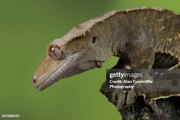 crested gecko - rhacodactylus stock pictures, royalty-free photos & images