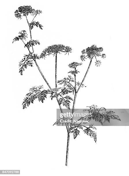hemlock - hemlock stock illustrations