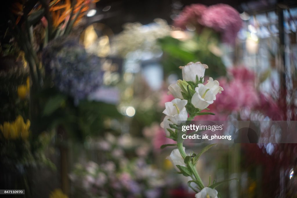 White bell Flowers