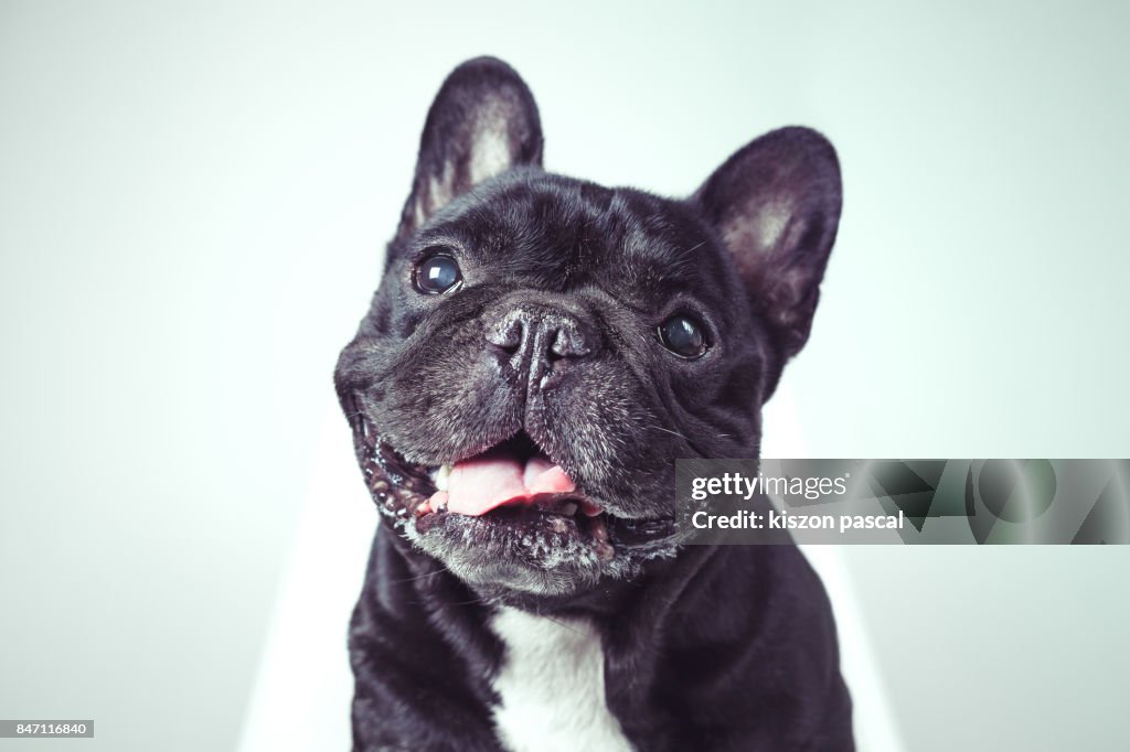 Portrait of a happy old french bulldog looking at camera . .
