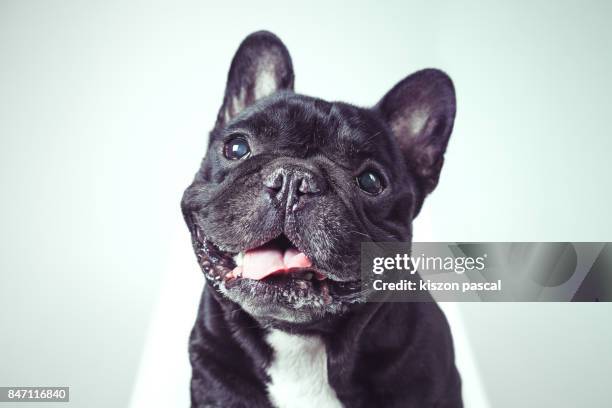 portrait of a happy old french bulldog looking at camera . . - 動物頭 個照片及圖片檔