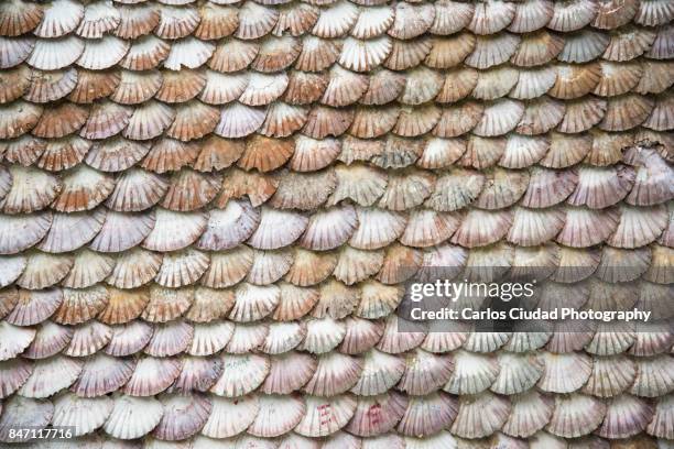 full frame shot of scallop shells - shell texture stock pictures, royalty-free photos & images