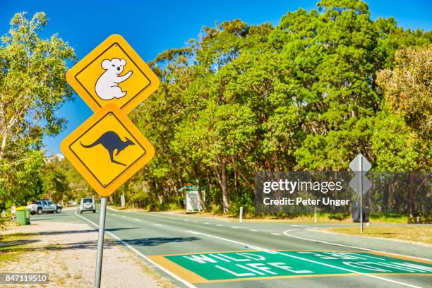 wildlife safety sign on the island of north stradbroke,queensland,australia - animal crossing foto e immagini stock