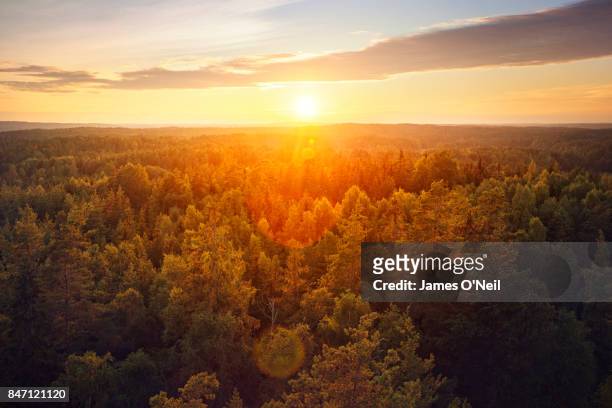sunset over forest - horizont stock-fotos und bilder