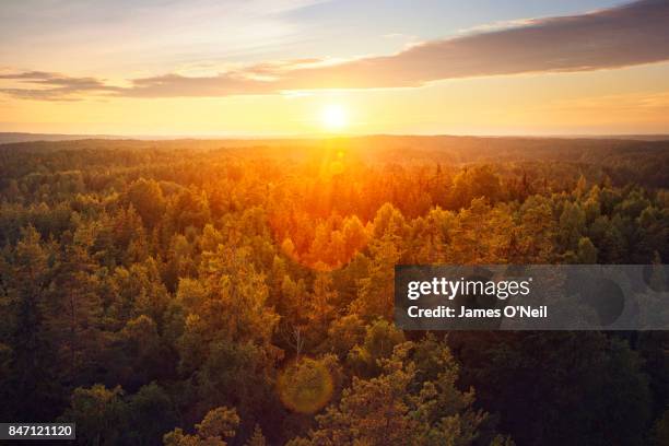 sunset over forest - sweden nature foto e immagini stock