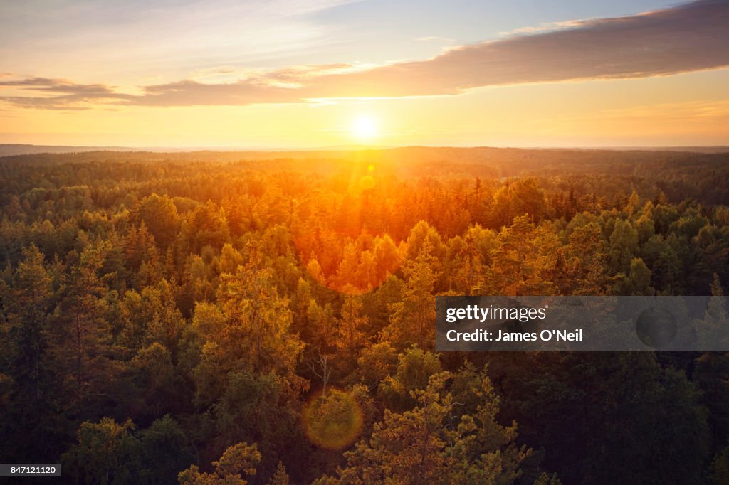 Sunset over forest