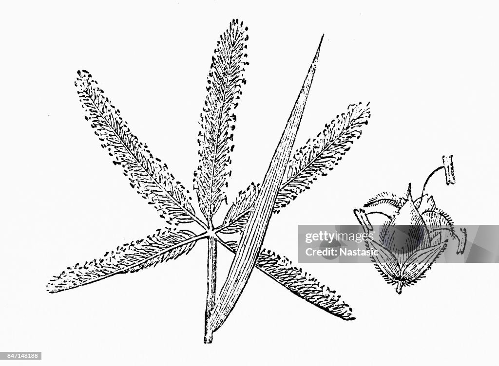 Dūrvā grass, Dhoob, Bermuda grass (Cynodon dactylon)