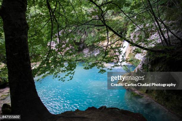 urederra river flowing between beech trees - navarra stock pictures, royalty-free photos & images