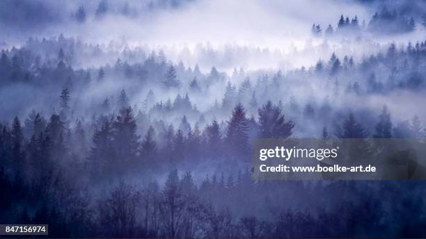 Foggy Forest in Norway